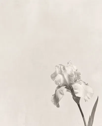 Monochrome White Iris Botanical Study