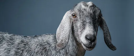 Studio Portrait of Silver Anglo-Nubian Goat