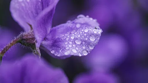 Macro Purple Flower Petal With Dewdrops