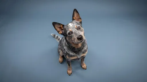 Blue Heeler Looking Up in Studio