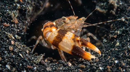 Macro Tiger Pistol Shrimp in Dark Sand
