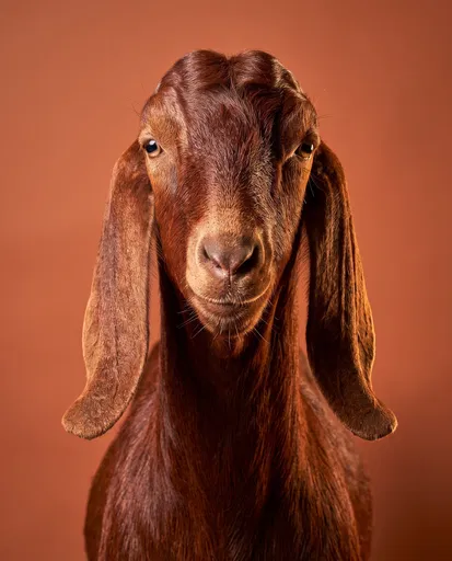 Symmetrical Studio Portrait of Brown Goat