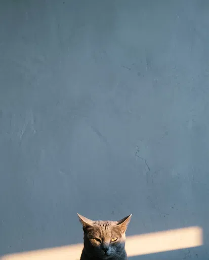 Grumpy Grey Cat Against Blue Wall