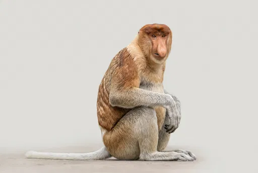 Sitting Proboscis Monkey Studio Portrait
