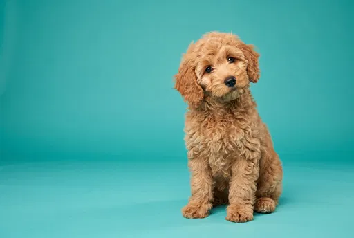 Apricot Labradoodle Puppy on Teal Backdrop