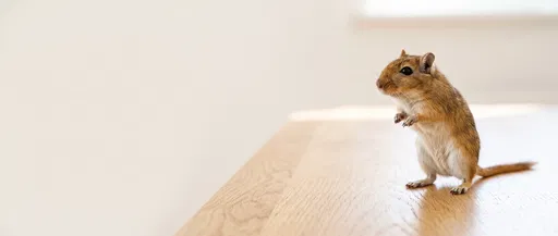 Gerbil Standing on Oak Table