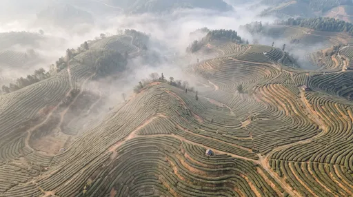 Misty Aerial Terraced Green Tea Fields