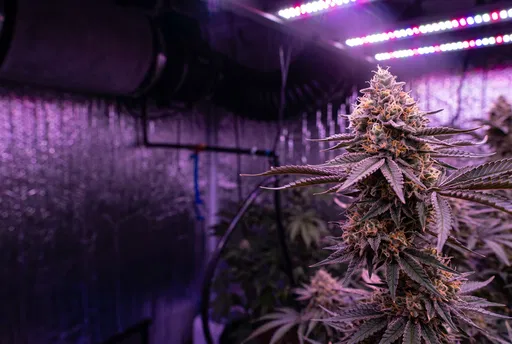Flowering Cannabis Plant Under Purple Grow Lights