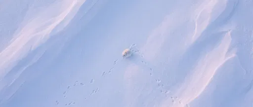 Aerial View of White Lemming on Snow