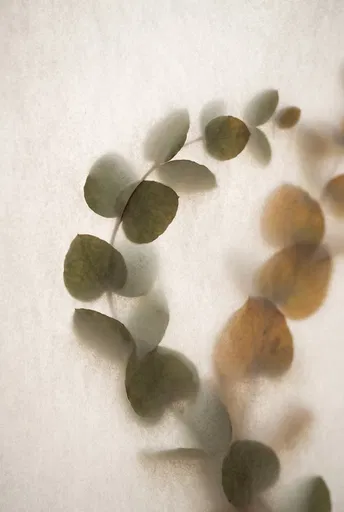 Eucalyptus Sprig Behind Translucent Vellum