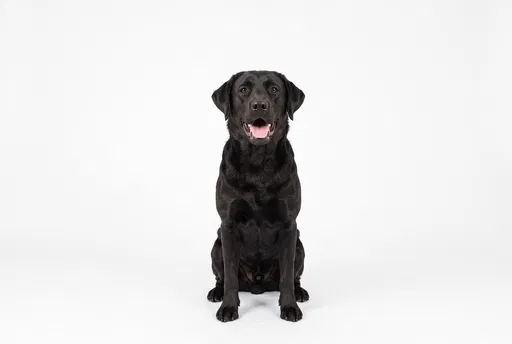 Black Labrador Sitting on White Background