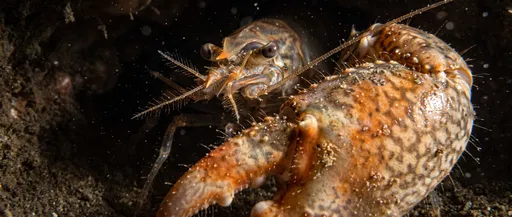 Macro Portrait of Crustacean with Large Claw