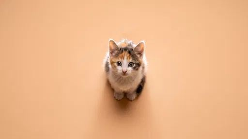 Calico Kitten Looking Up on Peach Background