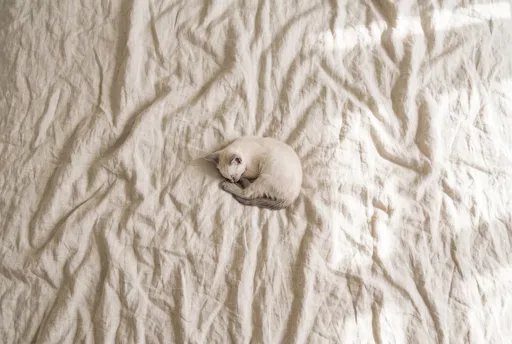 Sleeping Siamese Kitten on Linen Bedspread