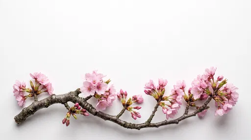 Cherry Blossom Branch on White Background
