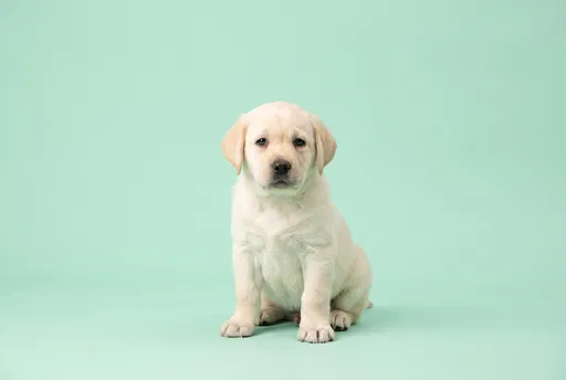 Cream Labrador Puppy on Mint Backdrop
