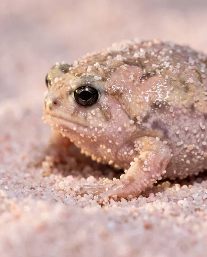 Pale Desert Rain Frog in Pink Sand