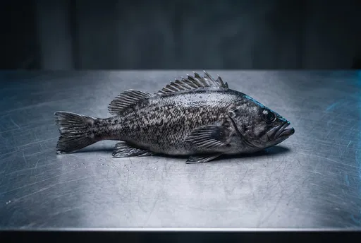 Fresh Black Rockfish on Steel Table