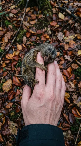 Tiny Pygmy Marmoset on Human Finger