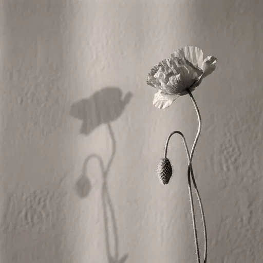 Monochrome Poppy Flower and Bud Shadow