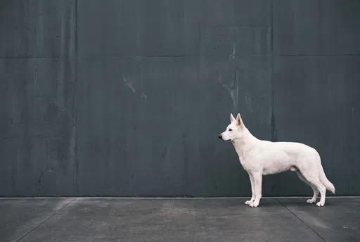 White German Shepherd Against Dark Concrete Wall