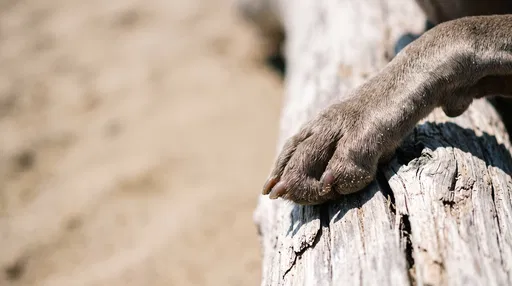 Weimaraner Paw Resting on Beach Driftwood