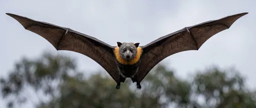 Grey-Headed Flying Fox Gliding Toward Camera
