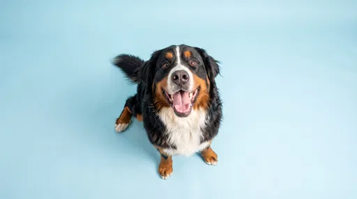 Happy Bernese Mountain Dog Looking Up