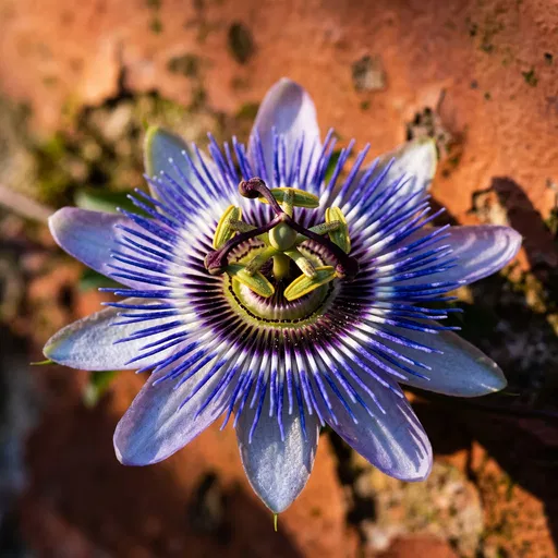Blue Passionflower Against Terracotta Wall