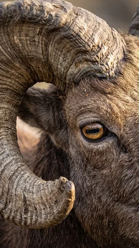 Close-Up of Ram Eye and Horn