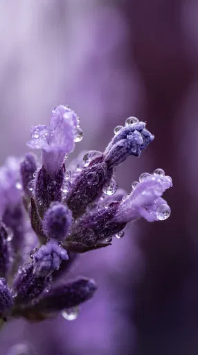Macro Lavender Buds With Morning Dewdrops