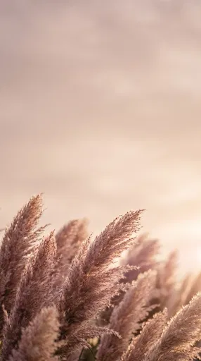 Dusty Rose Pampas Grass at Sunset