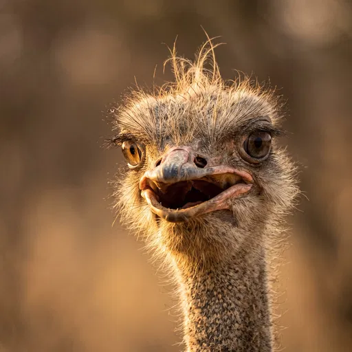 Close-Up Portrait of Squawking Ostrich