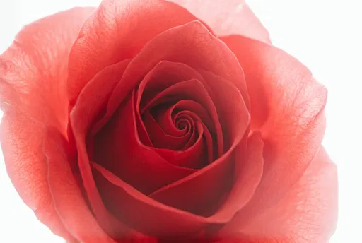 Macro Shot of Backlit Red Rose