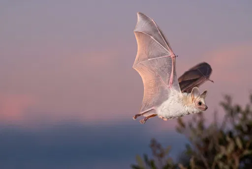 Pale Ghost Bat Flying at Twilight