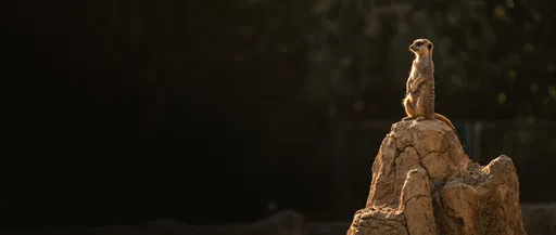 Alert Meerkat on Rock at Sunset