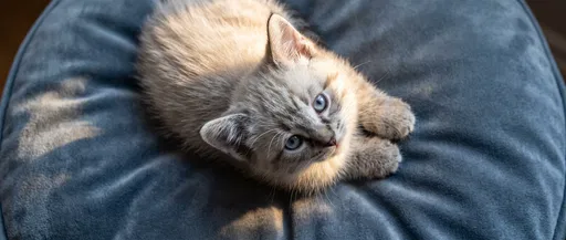 Lynx Point Kitten on Blue Cushion