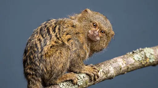 Pygmy Marmoset Portrait on Slate Background