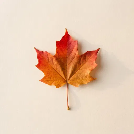 Single Autumn Maple Leaf on Cream Background