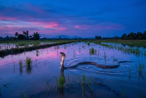 King Cobra in Rice Paddy at Twilight