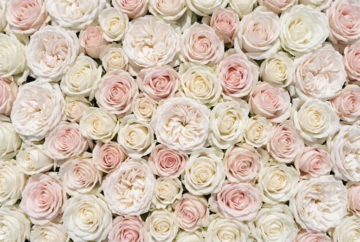 White and Blush Pink Rose Background