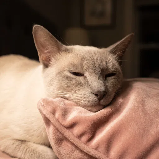 Sleepy Siamese Cat on Pink Cushion