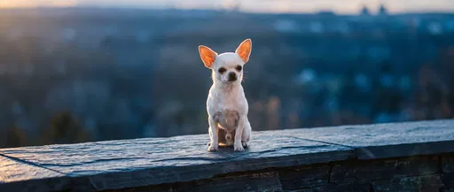 White Chihuahua Sitting on Slate Ledge