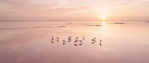 Pink Birds Wading in Sunset Lake