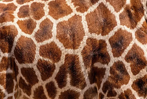 Close-Up of Giraffe Fur Coat Pattern