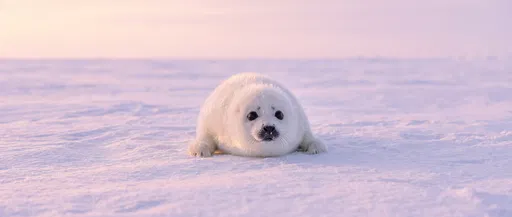 Fluffy White Harp Seal Pup on Snow