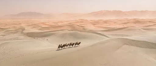 Bactrian Camels Walking Across Desert Dunes