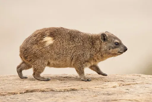 Rock Hyrax Walking Across Sandstone Slab