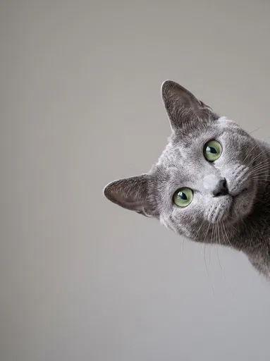 Grey Cat Peeking From Right
