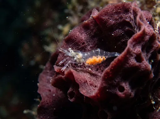 Translucent Shrimp on Maroon Sea Sponge